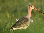 Replay L'oiseau méconnu des rivages - La barge à queue noire