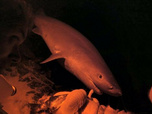 Replay River monsters - S9E7 - Les tueurs des abysses - P2